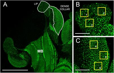 Altered synaptic organization in the mushroom bodies of honey bees exposed as foragers to the pesticide fipronil